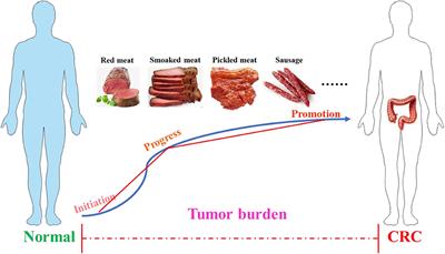 The Protective Effect of Polyphenols for Colorectal Cancer